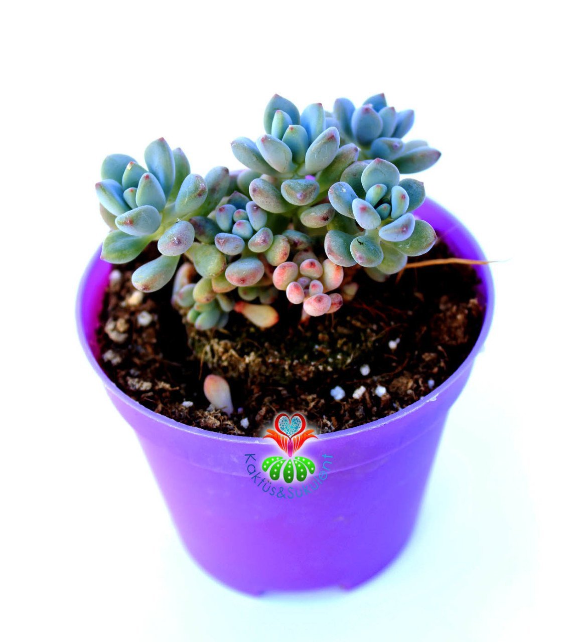 Graptopetalum Pachyphyllum Bluebean Mavi Fasulye 5,5 cm Saksılı Nadir Tür