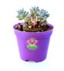 Graptopetalum Pachyphyllum Bluebean Mavi Fasulye 5,5 cm Saksılı Nadir Tür