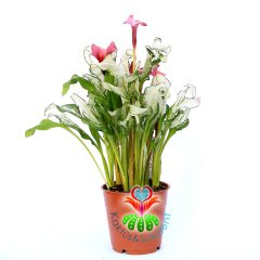 Gala Çiçeği-Zantedeschia ‘Frozen Queen’-Saydam Yapraklı Fantastik Bitki-25 cm