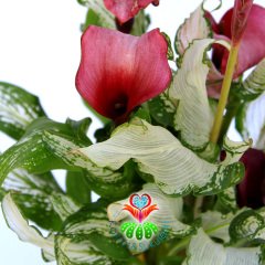 Gala Çiçeği-Zantedeschia ‘Frozen Queen’-Saydam Yapraklı Fantastik Bitki-25 cm