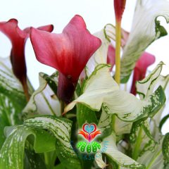 Gala Çiçeği-Zantedeschia ‘Frozen Queen’-Saydam Yapraklı Fantastik Bitki-25 cm