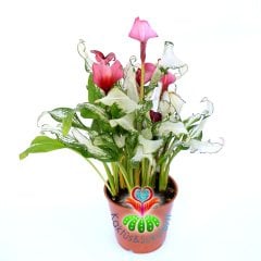 Gala Çiçeği-Zantedeschia ‘Frozen Queen’-Saydam Yapraklı Fantastik Bitki-25 cm