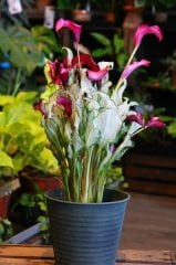 Gala Çiçeği-Zantedeschia ‘Frozen Queen’-Saydam Yapraklı Fantastik Bitki-25 cm