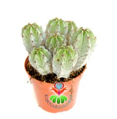 Gri Renk Kaktüs, Polaskia Chichipe Bir Saksıda En Az 4 Adet- 8,5 cm saksıda-Teraryum,Kaktus,Sukulent
