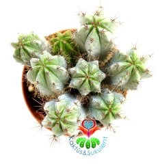 Gri Renk Kaktüs, Polaskia Chichipe Bir Saksıda En Az 4 Adet- 8,5 cm saksıda-Teraryum,Kaktus,Sukulent