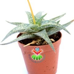 Aloe Descoingsii cv. Blue-5,5 cm Saksıda Mavi Renk Aloe