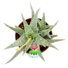 Aloe Descoingsii cv. Blue-5,5 cm Saksıda Mavi Renk Aloe