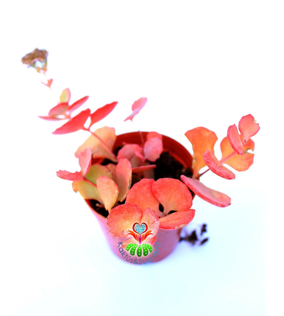 Sedum Sieboldii Variegata-8,5 cm Saksıda Çift Renkli Yapraklı