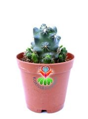Kaktüs,Coryphantha Elephantidens-5,5cm Saksı Dolusu