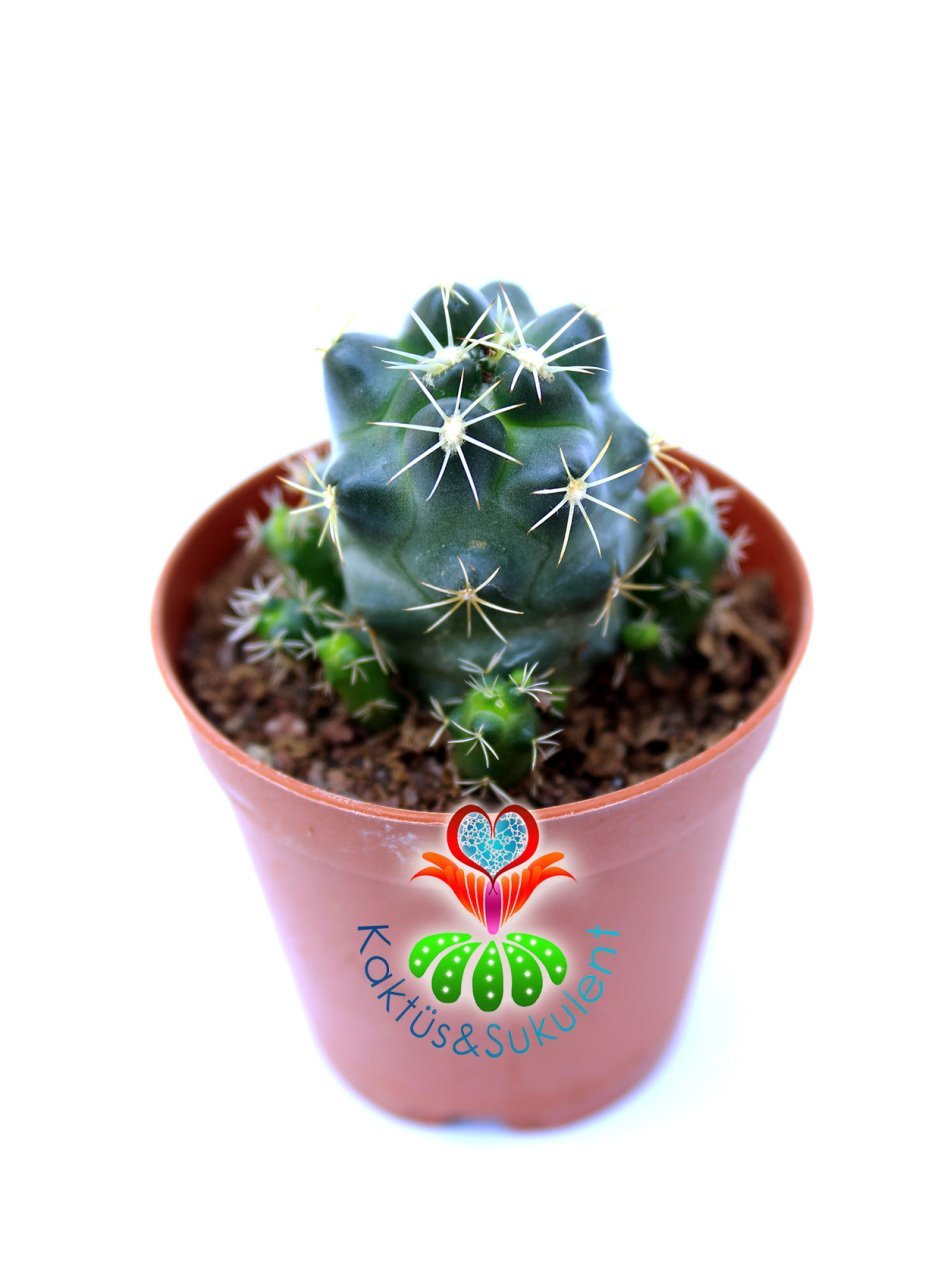 Kaktüs,Coryphantha Elephantidens-5,5cm Saksı Dolusu
