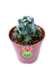 Kaktüs,Coryphantha Elephantidens-5,5cm Saksı Dolusu