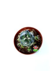 Kaktüs,Coryphantha Elephantidens-5,5cm Saksı Dolusu