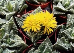 Mesemb,Faucaria Bosscheana - Lithops-Sarı Renk Çiçek Açar- 5,5 cm saksıda-Teraryum,Sukulent,Kaktüs