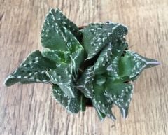 Mesemb,Faucaria Bosscheana - Lithops-Sarı Renk Çiçek Açar- 5,5 cm saksıda-Teraryum,Sukulent,Kaktüs
