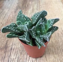 Mesemb,Faucaria Bosscheana - Lithops-Sarı Renk Çiçek Açar- 5,5 cm saksıda-Teraryum,Sukulent,Kaktüs