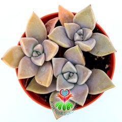 Graptopetalum Superbum-8,5 cm Saksıda-Pembe Renk