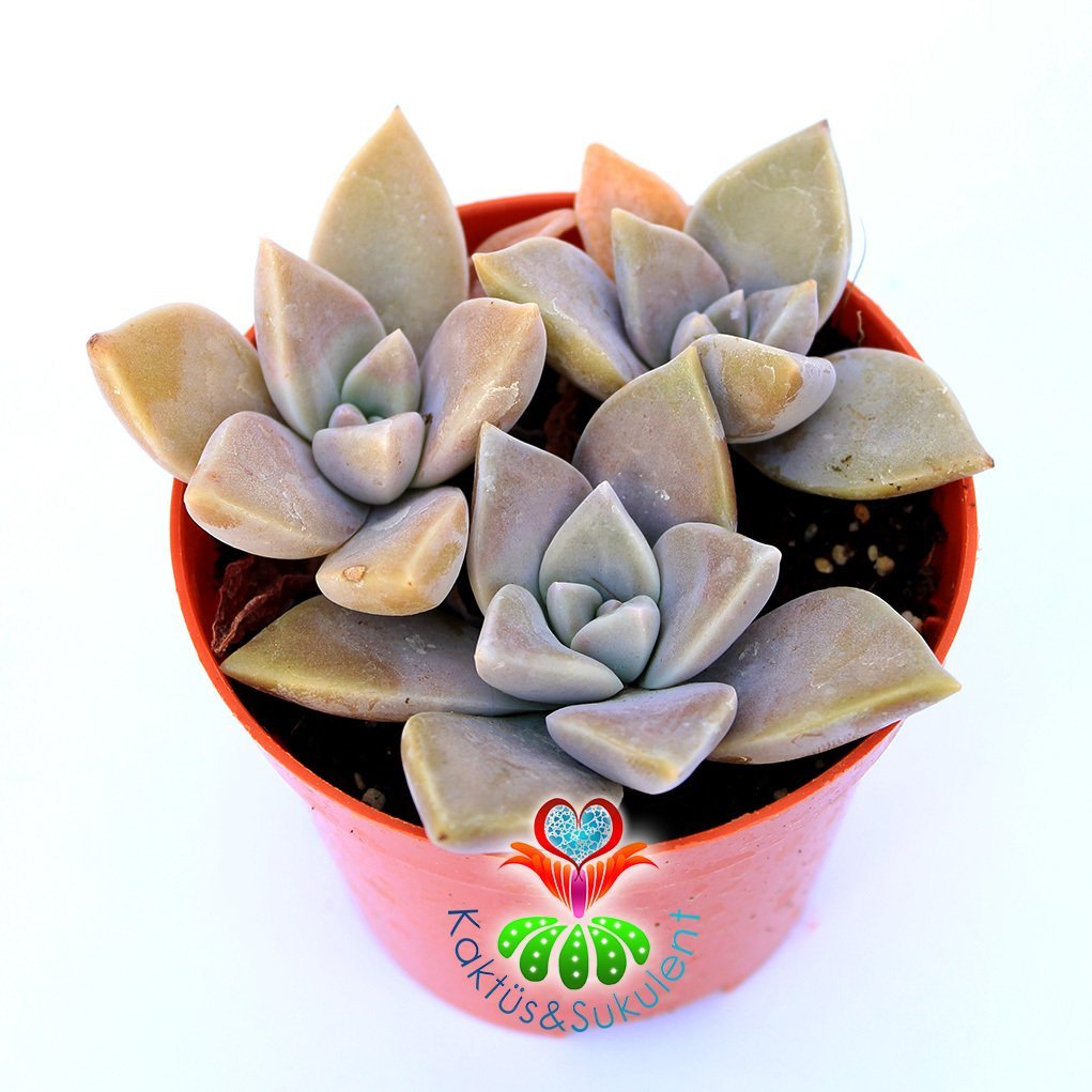 Graptopetalum Superbum-8,5 cm Saksıda-Pembe Renk