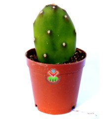 Opuntia Canterae Dikensiz Parlak Dokulu 5,5 cm Saksıda