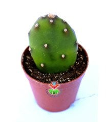 Opuntia Canterae Dikensiz Parlak Dokulu 5,5 cm Saksıda