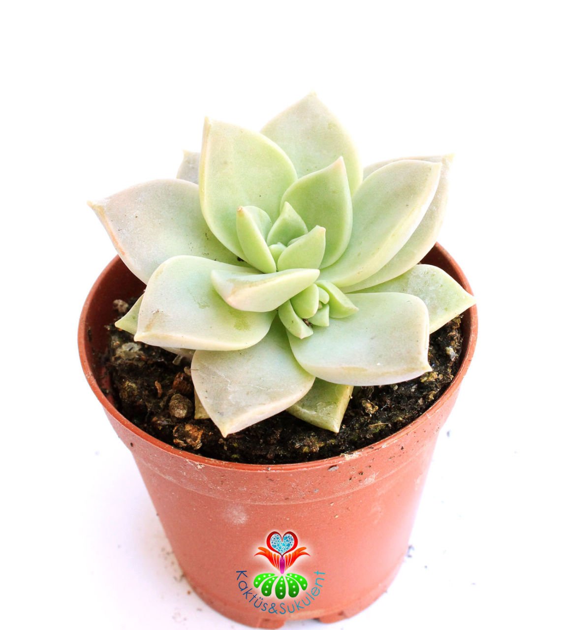 Sukulent, Echeveria Fleur Blanc-Açık Yeşil Gri Renk Sıradışı Simetrik-5,5 cm saksıda-Teraryum,Kaktus