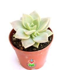 Sukulent, Echeveria Fleur Blanc-Açık Yeşil Gri Renk Sıradışı Simetrik-5,5 cm saksıda-Teraryum,Kaktus