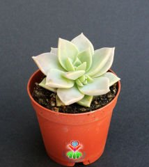 Sukulent, Echeveria Fleur Blanc-Açık Yeşil Gri Renk Sıradışı Simetrik-5,5 cm saksıda-Teraryum,Kaktus