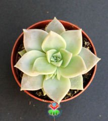 Sukulent, Echeveria Fleur Blanc-Açık Yeşil Gri Renk Sıradışı Simetrik-5,5 cm saksıda-Teraryum,Kaktus