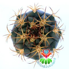 Gymnocalycium Pfanzii-5,5 cm Saksı Dolusu-Beyaz Çiçek Açar