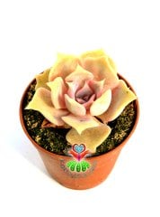 Echeveria Lilacina Ghost [succulove] - Hayalet Eçeverya-Beyaz Renk Sukkulent 5,5 cm saksıda -Teraryum, Sukulent