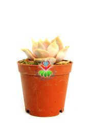Echeveria Lilacina Ghost [succulove] - Hayalet Eçeverya-Beyaz Renk Sukkulent 5,5 cm saksıda -Teraryum, Sukulent