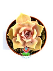 Echeveria Lilacina Ghost [succulove] - Hayalet Eçeverya-Beyaz Renk Sukkulent 5,5 cm saksıda -Teraryum, Sukulent