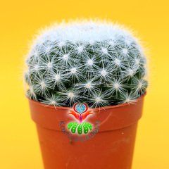 Mammillaria Candida-5,5 cm Saksıda-Sert Beyaz Dikenli