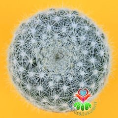 Mammillaria Candida-5,5 cm Saksıda-Sert Beyaz Dikenli