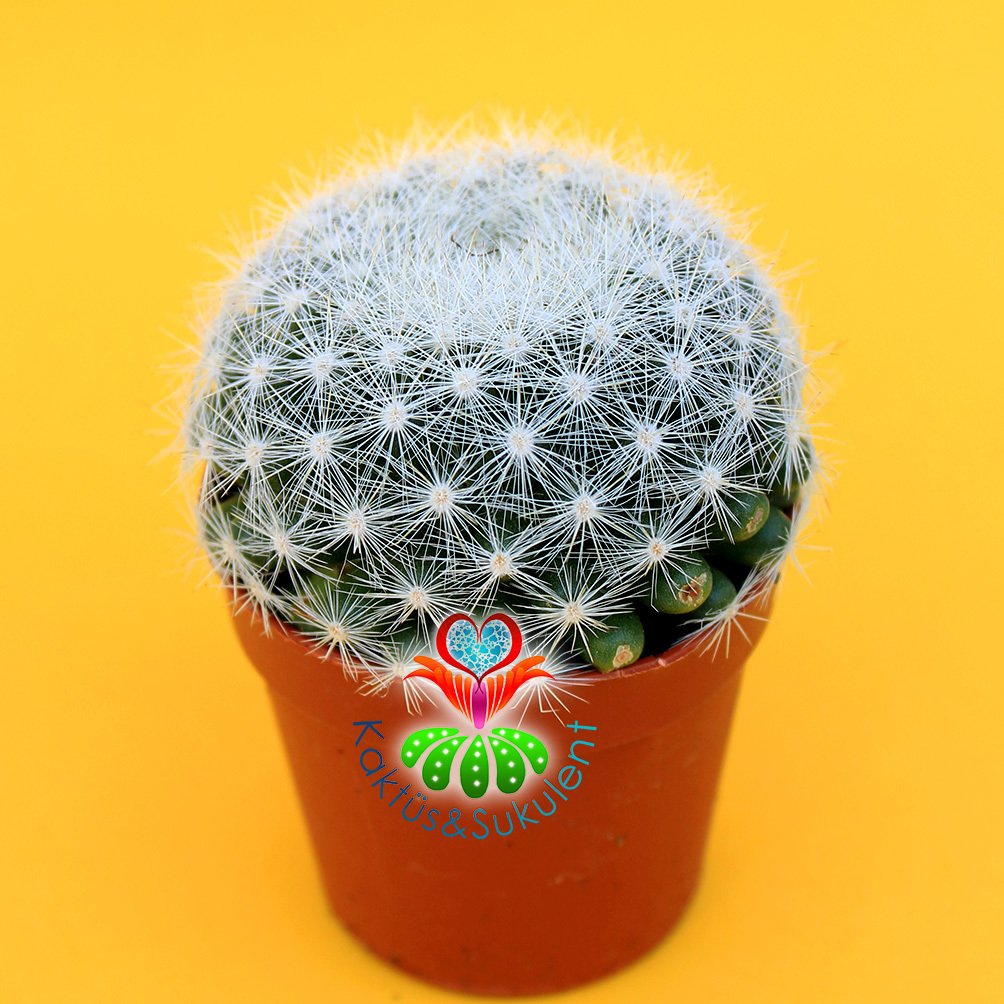 Mammillaria Candida-5,5 cm Saksıda-Sert Beyaz Dikenli