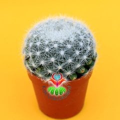 Mammillaria Candida-5,5 cm Saksıda-Sert Beyaz Dikenli