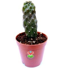 opuntia consolea rubenscens  5,5 cm Saksıda