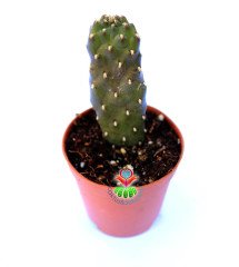 opuntia consolea rubenscens  5,5 cm Saksıda