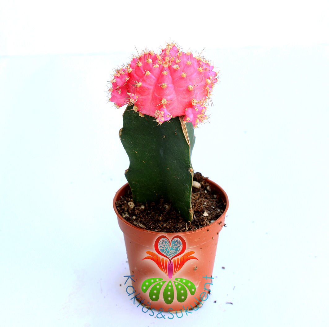 Pembe Renk Kaktüs, Gymnocalycium Mihanovichii Hibotan Aşılı-5,5 cm saksıda-Moon Cactus- Teraryum
