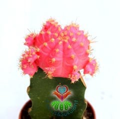 Pembe Renk Kaktüs, Gymnocalycium Mihanovichii Hibotan Aşılı-5,5 cm saksıda-Moon Cactus- Teraryum