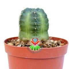 Gymnocalycium Megalothele-10,5cm Saksıda-Beyaz Renk Çiçek Açar-Özel Tür Kaktüs