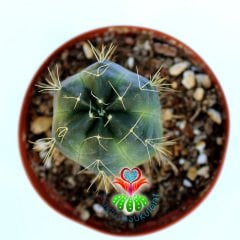 Gymnocalycium Megalothele-10,5cm Saksıda-Beyaz Renk Çiçek Açar-Özel Tür Kaktüs