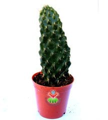 Opuntia Ssp.Simetrik Opuntia Kaktüs 5,5 cm Saksıda