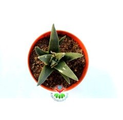 Ariocarpus retusus ssp. trigonus 8 cm Saksıda Nadir Koleksiyon Ürünü Kaktüs