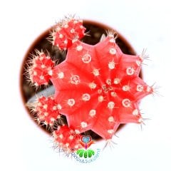 Kırmızı Renk Kaktüs, Gymnocalycium Mihanovichii Hibotan Aşılı-5,5 cm saksıda-Moon Cactus