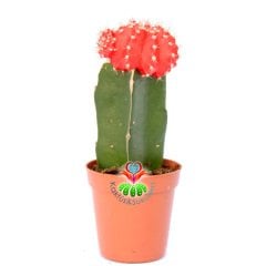 Kırmızı Renk Kaktüs, Gymnocalycium Mihanovichii Hibotan Aşılı-5,5 cm saksıda-Moon Cactus