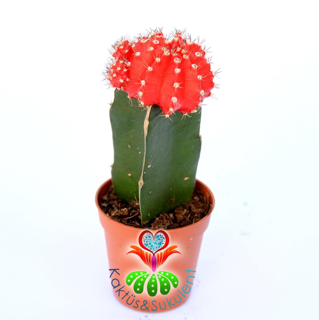 Kırmızı Renk Kaktüs, Gymnocalycium Mihanovichii Hibotan Aşılı-5,5 cm saksıda-Moon Cactus