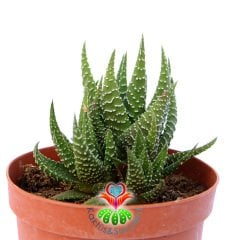 Haworthia Attenuata var. Clariperla-8,5 cm Saksıda-Zebra Plant