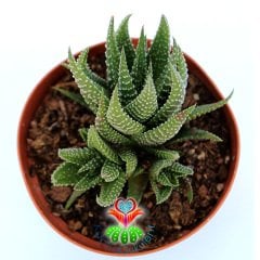 Haworthia Attenuata var. Clariperla-8,5 cm Saksıda-Zebra Plant