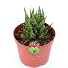 Haworthia Attenuata var. Clariperla-8,5 cm Saksıda-Zebra Plant
