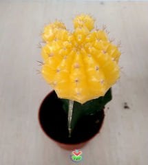Kaktüs,Gymnocalycium Mihanovichii Hibotan Aşılı Sarı Renk- 5,5 cm saksıda-Teraryum, Sukulent, Kaktus